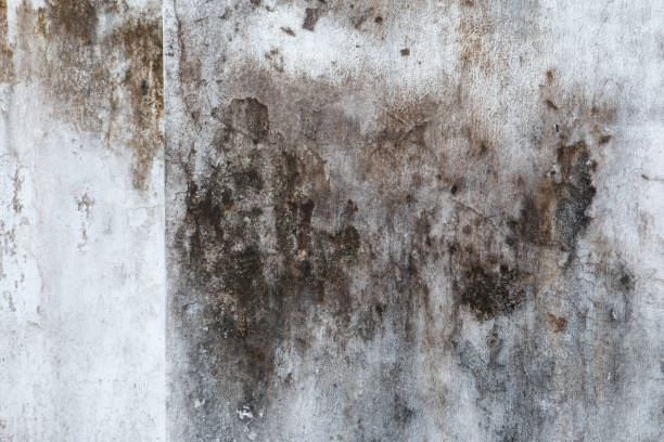 Best Asbestos and Lead Testing During Mold Inspection  in Miles, TX
