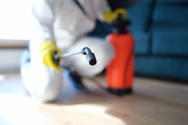 Best Black Mold Removal  in Miles, TX