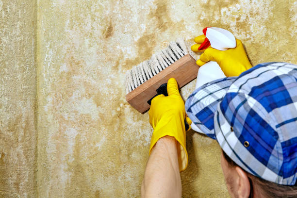 Best Airborne Mold Testing  in Miles, TX